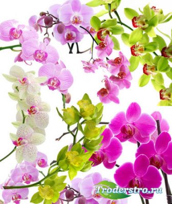 Клипарт для фотошопа - Орхидеи