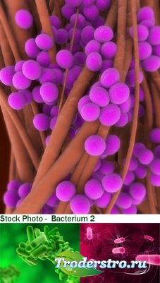 Stock Photo - () Bacterium 2