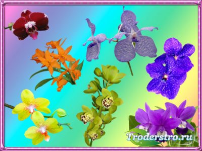 Клипарт Орхидеи - 7 цветов радуги
