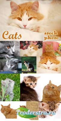 Stock Photo -  (Cats)