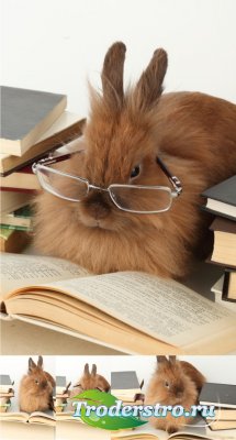 Stock Photos -   | Reading rabbit