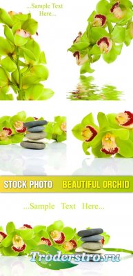 Stock photo - Beautiful orchid