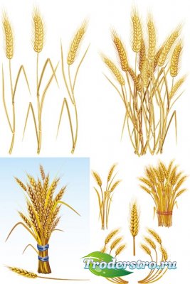   -  / wheat vector Collection