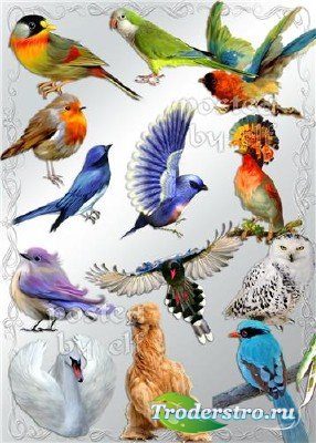 Png клипарт - Птички встречаются разные - синие, жёлтые, красные…