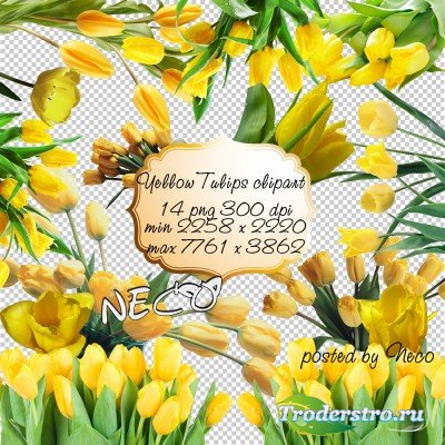 Yellow Tulips clipart -    PNG