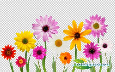    / Flowers without a background (2)