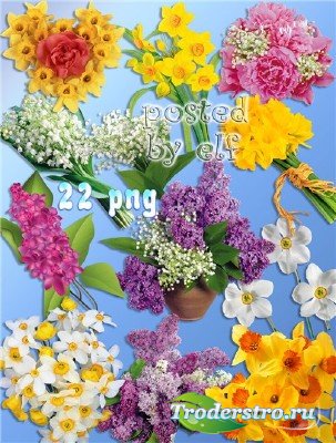 Нарциссы, ландыши, сирень - весенние цветы на прозрачном фоне