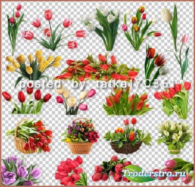 Цветочный клипарт для фотошопа - Весенние тюльпаны