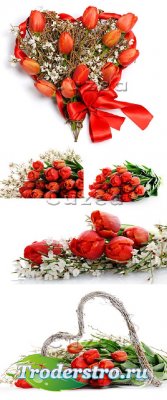 Stock photo -    /  Red tulips heart