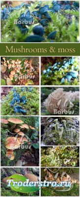 Mushrooms and moss /    - photo stock