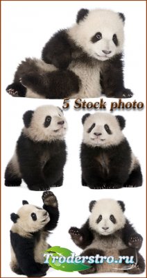 Панда, бамбуковый медведь - растровый клипарт