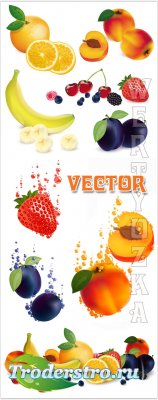   , , , ,  / Fruits vector, apricot, ...
