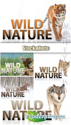  , , , , ,  / Wild nature, tiger, wolf, ly ...