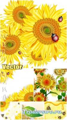,     / Sunflowers, bees and ladybugs - vector  ...