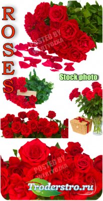 ,  ,  / Roses, bouquets of roses, flowers - Raster clipar ...