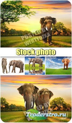     / Elephants and wonderful scenery - stock photos