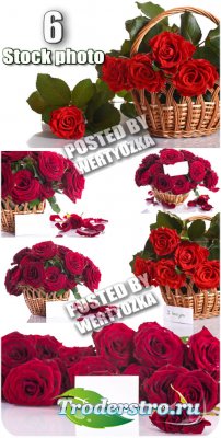 ,        / Roses - stock photos