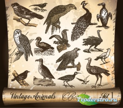 Animals vintage Backgrounds vector