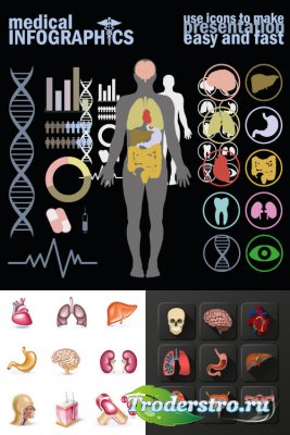 Medical infographics human organs vector