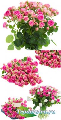,   / Roses, bouquets of flowers - Stock Photo