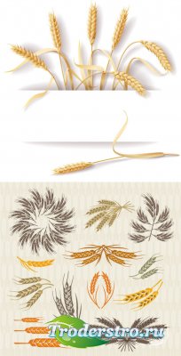 Golden harvest wheat ears vector