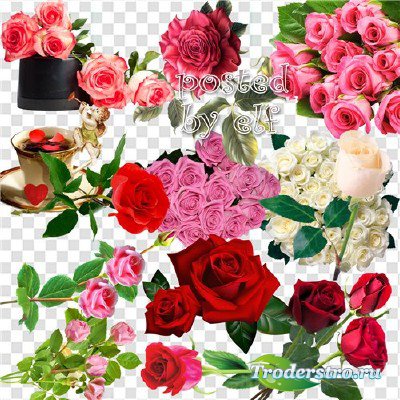 Клипарт без фона - Почему так сладко пахнут розы
