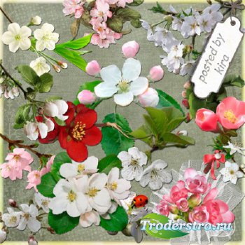 Клипарт - Цветущие яблони, вишни и сакура на прозрачном фоне