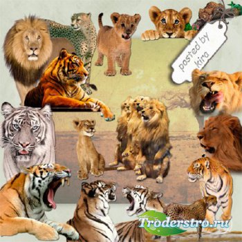 Клипарт без фона - Тигры, львы, гепарды и другие кошачьи