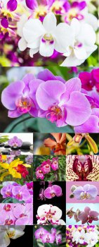 Красавицы орхидеи - растровый клипарт