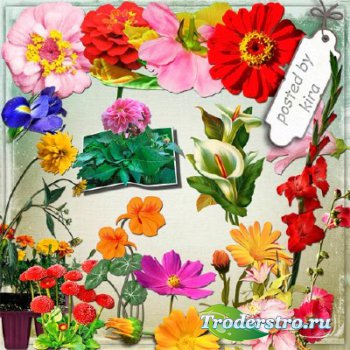 Клипарт на прозрачном фоне - Ирисы, гладиолусы, пионы и другие садовые цвет ...