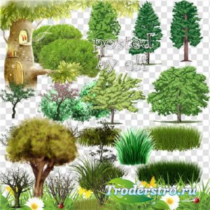 Клипарт в Png – Зелень, деревья и кустарники