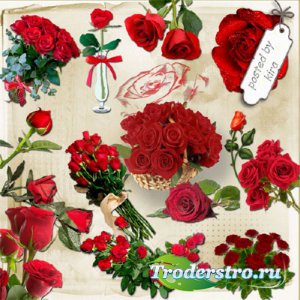 Клипарт - Красные розы в png