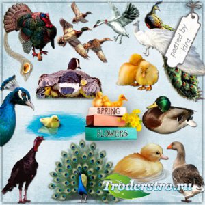 Клипарт - Утки, утята, гуси, индюки, павлины на прозрачном фоне