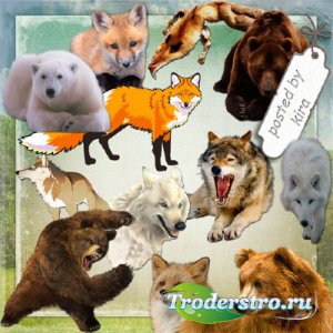 Клипарт на прозрачном фоне - Медведи, лисицы и волки