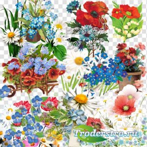 Полевые цветы - Незабудки, маки, ромашки в PNG