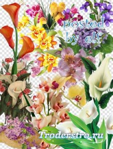  Каллы, фиалки, орхидеи - PNG клипарт