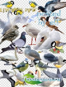  Синицы, воробьи , лебеди, голуби, чайки - клипарт PNG